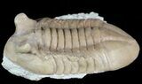 Asaphus Punctatus Trilobite - Russia #45987-2